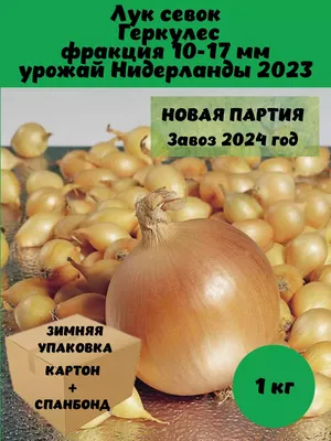 Лук -севок Штутгарт (арпажик).Лук репчатый жёлтый и белый.: 35 грн. - Сад /  огород Криничное на Olx