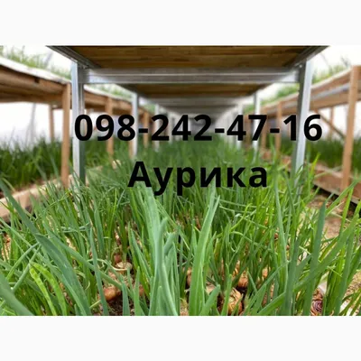 Продам лук Штутгарт сухий, фасований в сетки — Agro-Ukraine