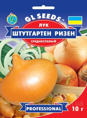 Лук Штутгарт на выгонку пера ( многозачаточный ): 10 грн. - Сад / огород  Одесса на Olx