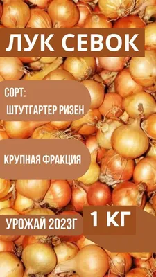 Лук репчатый Штутгартер Ризен - купить семена овощей с доставкой по Украине  в магазине Добродар