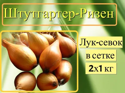 Семена лука Штутгарт Ризен, 1 г, Satimex, Германия, Традиция. ➤ купити в  магазині Zelena Ferma за 9.00 грн.