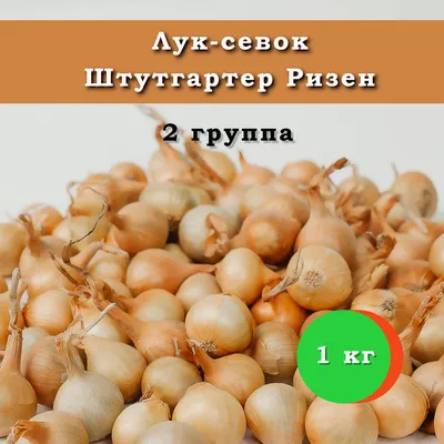 Семена лук репчатый Агрони Штуттгартер ризен 8832 1 уп. - отзывы  покупателей на Мегамаркет