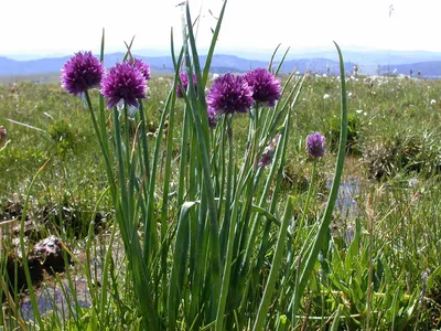 Лук Шуберта, многолетник. #Allium Schubertii. 31.05.2023. - YouTube