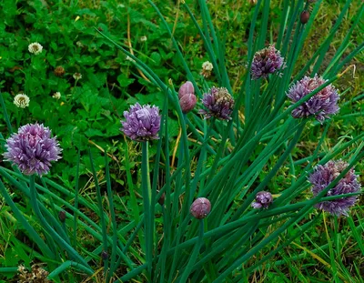 Лук скорода - Prager - 1700 семена - Allium schoenoprasum L. – Garden Seeds  Market | Бесплатная доставка