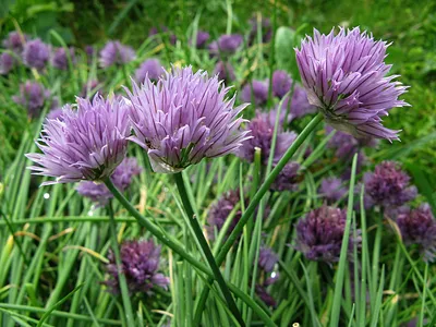 Allium schoenoprasum L. - Лук скорода - Полярно-альпийский ботанический  сад-институт им. Н.А. Аврорина