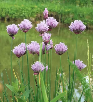 Фотокаталог растений: Лук скорода (Allium schoenoprasum)