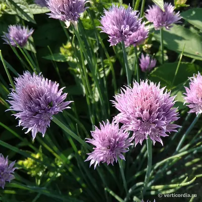 Лук скорода - Medium leaf - 1700 семена - Allium schoenoprasum L. – Garden  Seeds Market | Бесплатная доставка