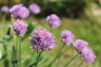 Вертикордия — Лук скорода или шнитт-лук (Allium schoenoprasum)