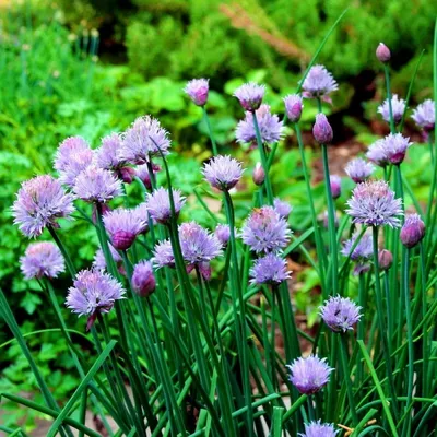 Лук Шнитт (Allium schoenoprasum) - Лук-резанец - Многолетники - Каталог -  LESKOVO-PITOMNIK.ru