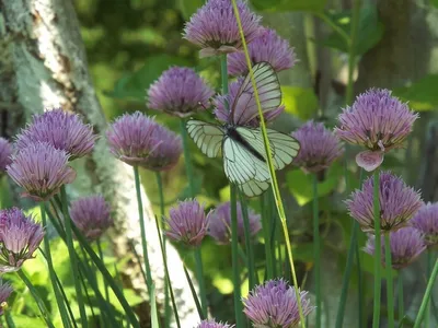 Allium schoenoprasum L.- Лук скорода