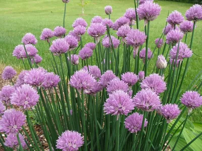 Лук скорода – Allium schoenoprasum L. « Красная книга Томской области |  ОГБУ \"Облкомприрода\"