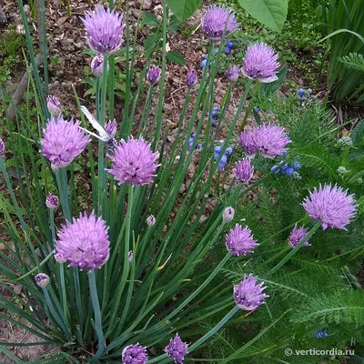 Лук-скорода или шнитт-лук (Allium schoenoprasum)