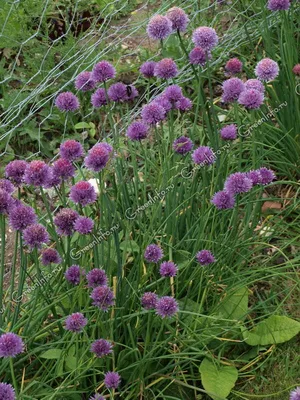 Лук скорода - Jowisz - 850 семена - Allium schoenoprasum L. – Garden Seeds  Market | Бесплатная доставка