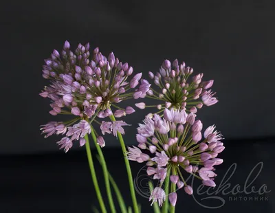 Лук скорода (Allium schoenoprasum). Фото на сайте \"Грибы: информация и  фотографии\"