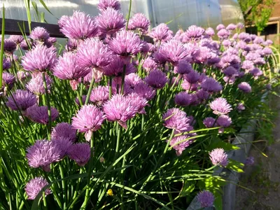 Лук Шнитт (Allium schoenoprasum) - Лук-резанец - Многолетники - Каталог -  LESKOVO-PITOMNIK.ru