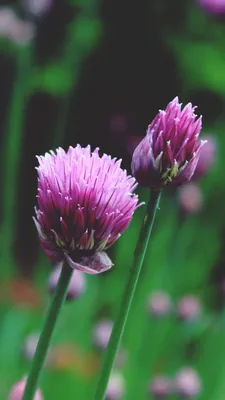 Allium schoenoprasum Erba cipollina Schnittlauch Cebollino Szczypiorek  Chives Лук скорода Graslaukur Luk vlasac Stock Photo | Adobe Stock