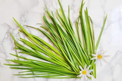 Allium schoenoprasum L. - Лук скорода - Полярно-альпийский ботанический  сад-институт им. Н.А. Аврорина