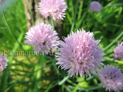 Лук скорода́ - Allium tuberosum - семена – Garden Seeds Market | Бесплатная  доставка