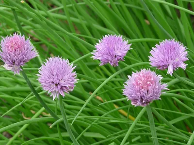 MW0044626, Allium schoenoprasum (Лук скорода, Шнитт-лук), specimen