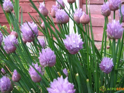 MW0555256, Allium schoenoprasum (Лук скорода, Шнитт-лук), specimen