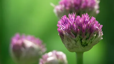 Лук шнитт, резун, резанец, скорода английский лук (Allium schoenoprasum)