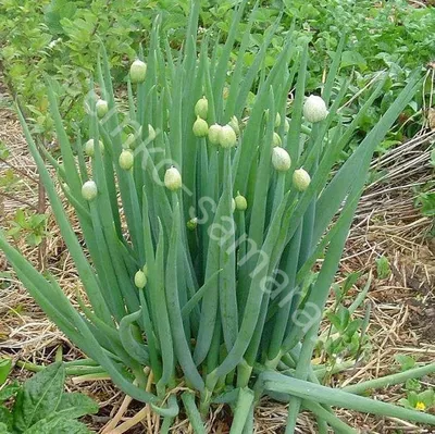 Лук декоративный шароголовый - Лук - GardenPlants