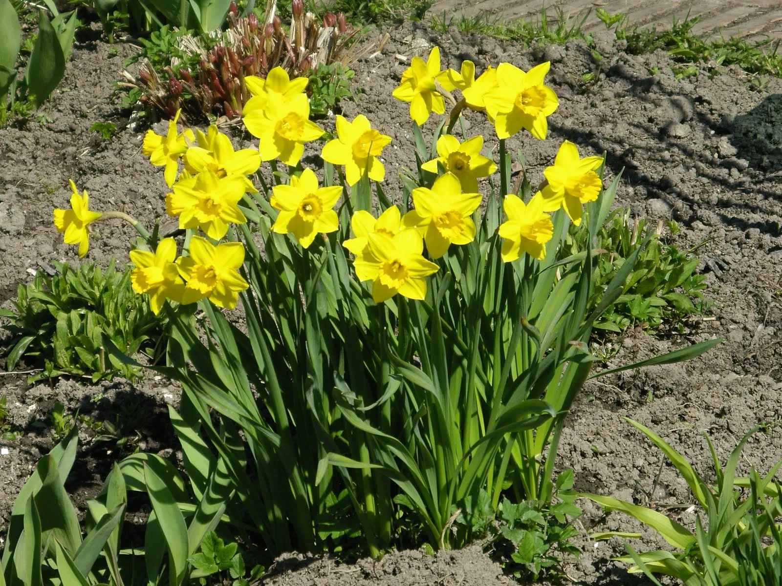 Луковичные цветы ранней весной. Нарциссы первоцветы луковичные. Весеннецветущие луковичные. Нарцисс Saint Keverne. Луковичные первоцветы луковичные.