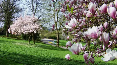 Цветы магнолия: описание видов, 90 фото красивой магнолии в саду |  Flowering trees, Magnolia trees, Tulip magnolia