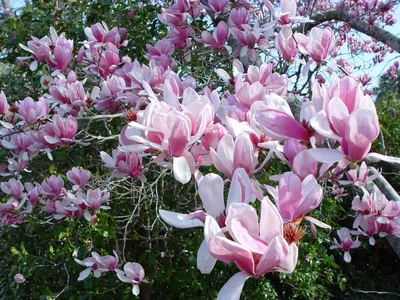 Магнолия (Magnolia L.) – Лиственные деревья Буква «М» - цветочный портал  Ваш Сад!