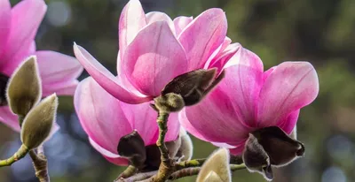 В Ботаническом саду Киева показали цветущие магнолии | Комментарии.Киев