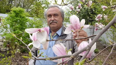 В Дендрологическом саду Тимирязевки цветут магнолии | Новости РГАУ-МСХА