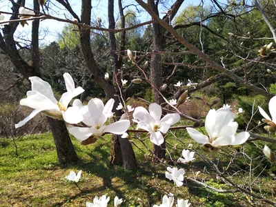 Появились фото цветущей магнолии в запорожском ботаническом саду (ФОТО) |  Портал Акцент
