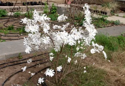 В Ботаническом саду Калининграда расцвели магнолии