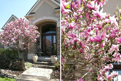 Magnolia House (Магнолия Хаус) | Ландшафтный дизайн садов и парков