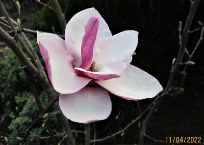 В ботаническом саду ВГСПУ цветет магнолия | ВГСПУ