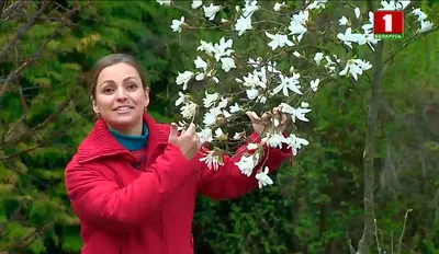 Магнолии трех видов прекрасно цветут в белорусском климате