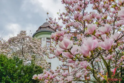 20 апреля в Ботаническом саду Калининграда пройдет “День магнолий”
