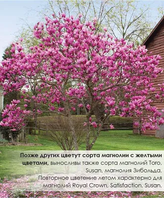 Магнолия расцвела в ботаническом саду Ставрополя | Своё ТВ