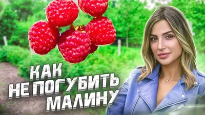 Малина черноплодная Хебан - Осень - Малина - Плодовые - Семена и саженцы  почтой от НПО Сады России (Сад и огород). Интернет-магазин посадочного  материала.