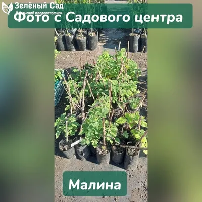 Малина в саду осенью - 30 фото