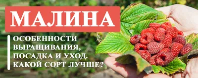 Суперпредложение! Комплект из 3 х сортов малины № 2 | Чудеса Саду —  Саджанці та добрива