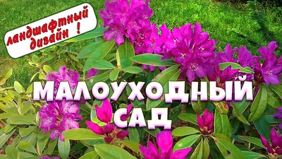 Хочу создать сад малого ухода, а как у вас? | Дачные истории и прочие  художества | Дзен