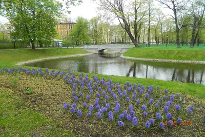 Михайловский сад — один из самых известных благоустроенных парков  Санкт-Петербурга. Находится в самом центре города. 🍀☘️🌳🌱😍 27 мая 2022…  | Instagram