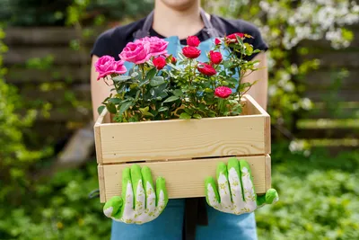 Миниатюрные контейнерные розы — как спасти и выращивать в саду? Описание  сортов, фото — Ботаничка