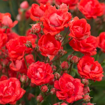 Роза Миниатюрная Seul - Миниатюрные - GardenPlants