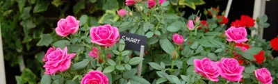 Миниатюрные розы: посадка и уход в открытом грунте | Интернет-магазин  садовых растений