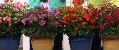 Саженцы розы миниатюрной Линда купить в Москве по цене от 630 до 2340 руб.  - питомник растений Элитный Сад
