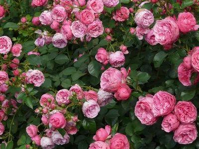 Купити саджанці троянд | Розплідник Агро Бреза Україна Київ