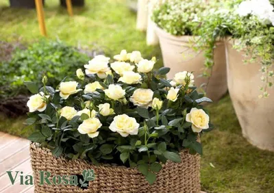 Купить Миниатюрные и патио розы | VIA ROSA