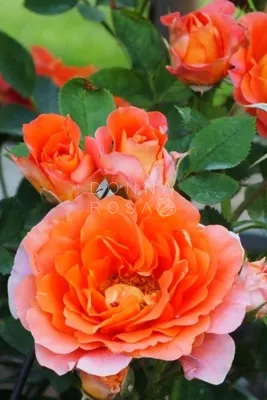 Роза миниатюрная (красная), купить в Екатеринбурге